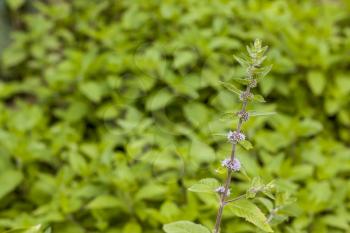 Mint plant with seeds. Spearmint herb leaves. Summer season peppermint plant background