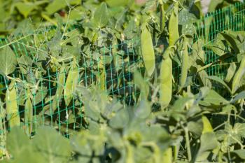Pea growing on sunny grid field. Vegetable diet plant. Vegan food ingredient
