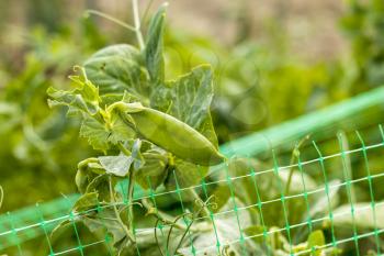 Pea pod grows on grid field. Vegetable diet plant. Vegan food ingredient