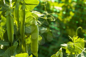 Peas grows on sunny grid field. Vegetable diet plant. Vegan food ingredient