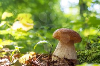 Cep mushroom in sunny wood. Natural organic plants and thick bolete growing in wood