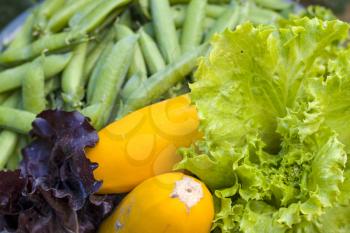Yellow squash lettuce and green peas. Vegetable diet plant. Vegan food ingredient