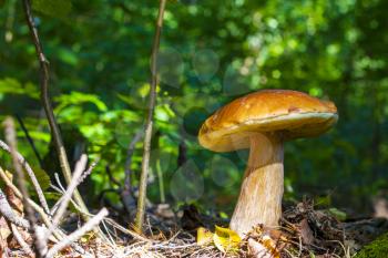 Big cep in sunny forest. Natural organic plants and mushroom growing in wood