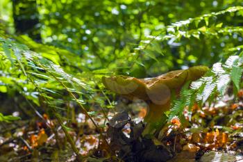 Big mushroom grows in ferns. Natural organic plants and cep growing in wood