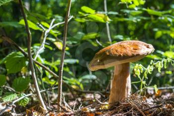 Big mushroom grows in sunny wood. Natural organic plants and bolete growing in wood
