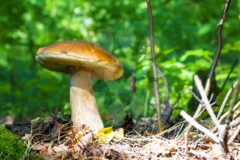 Big mushroom in sunny forest. Natural organic plants and bolete growing in wood