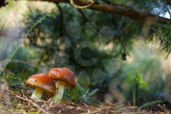 Two mushrooms stretch towards the sunlight Natural organic plants growing in darkness bokeh wood