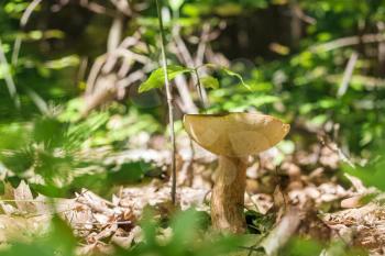 Big boletus in sunny forest. Natural organic plants and mushroom growing in wood
