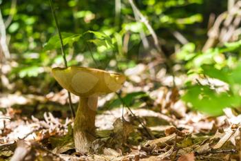 big boletus mushroom grows. Natural organic plants growing in wood