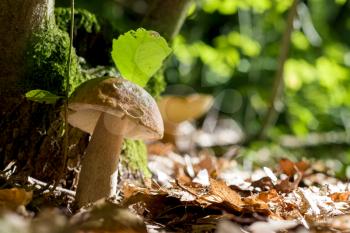 Boletus mushroom grows in wood. Natural organic plants growing in forest