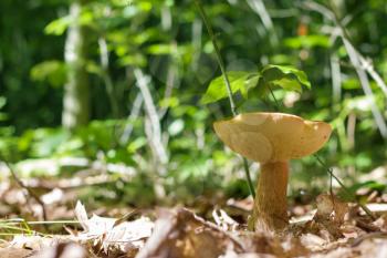 Boletus mushroom grows. Natural organic plants growing in wood