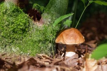 Boletus mushroom in sunny forest. Natural organic plants growing in wood