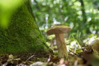 Boletus mushroom in sunny wood. Natural organic plants and mushroom growing in forest