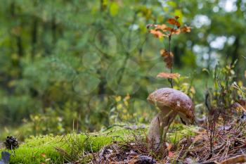 Autumn cep mushroom grow in forest. Natural raw food grows in wood. Edible mushrooms photo