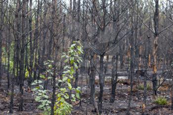 Burned forest. Pine trees after fire. Nature wood pollution and destruction. Emergency climate catastrophe