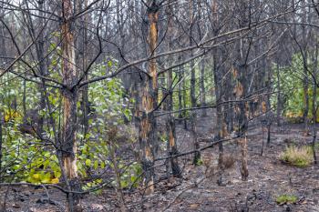 Burned forest nature pollution. Pine trees after fire. Nature wood destruction. Emergency climate catastrophe