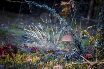 Brown cap mushroom in dark moss. Autumn mushrooms grow in forest. Natural raw food growing in wood. Edible cep, vegetarian natural organic meal