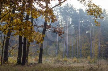 Mushroom morning forest and fog. Beautiful nature background