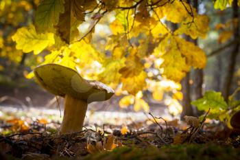 Porcini mushroom in oak forest. Autumn mushrooms grow. Natural raw food growing in wood. Edible cep, vegetarian natural organic meal