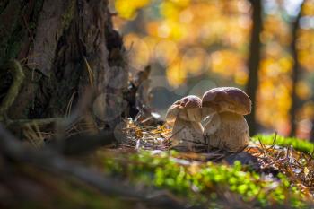 Porcini mushrooms grows in wood. Autumn mushrooms grow in forest. Natural raw food growing. Edible cep, vegetarian natural organic meal