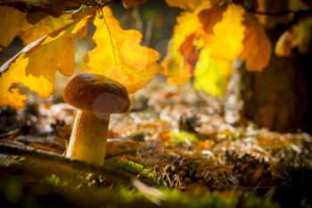 Cep mushroom in autumn leaves. Autumn mushrooms grow in forest. Natural raw food growing. Vegetarian natural organic meal