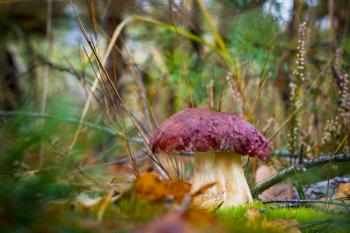 Big pine boletus edulis mushroom. Autumn mushrooms grow in forest. Natural raw food growing. Edible cep, vegetarian natural organic meal