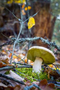 Porcini mushroom growing in nature. Autumn mushrooms grow in forest. Natural raw food growing. Edible cep, vegetarian natural organic meal