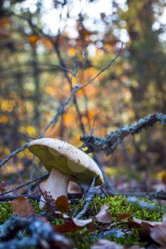 White mushroom in nature. Autumn mushrooms grow in forest. Natural raw food growing. Edible cep, vegetarian natural organic meal