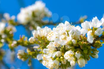 Spring cherry blossom and blue clear sky. Blooming beautiful white flowers
