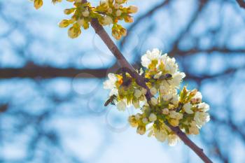 Flying bees pollinates spring cherry blossom and blue sky background. Blooming beautiful white flowers