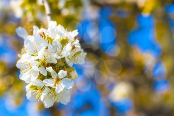 Spring cherry blossom branch and blue sky. Blooming beautiful white flowers