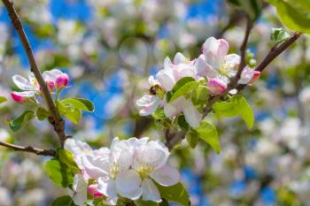 Bee pollinates apple blossom on branches. Blooming beautiful white flowers