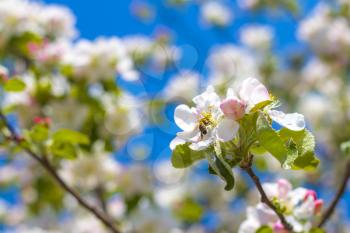 Bee pollinates apple blossom. Blooming beautiful white flowers