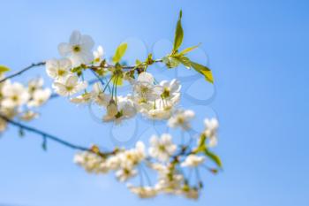 Cherry blossom on blue sky background. Blooming beautiful white flowers