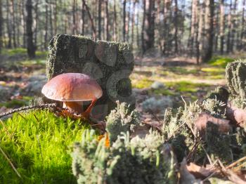 Large cep mushroom grow near the stump. Beautiful autumn season porcini. Edible mushrooms raw food. Vegetarian natural meal