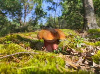 Satanic devils mushroom grow in moss. Rubroboletus growing in forest