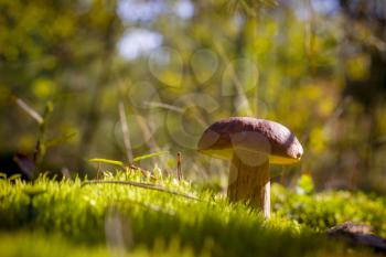 Porcini mushroom in sunny moss. Beautiful autumn season nature. Edible mushrooms raw food. Vegetarian natural meal