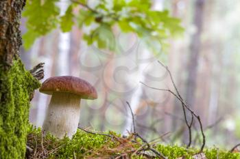Cep mushroom in moss and sunlight. Beautiful autumn season porcini. Edible mushrooms raw food. Vegetarian natural meal