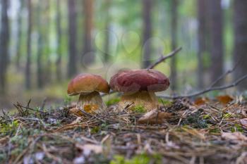 Cep mushrooms grows in forest. Beautiful autumn season porcini. Edible mushrooms raw food. Vegetarian natural meal