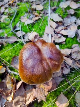 Large cep mushroom cap grow in wood. Beautiful autumn season porcini. Edible mushrooms raw food. Vegetarian natural meal