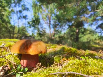 Satanic devils mushroom grow in forest. Rubroboletus growing in moss