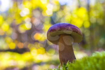 Cep mushroom grow in wood moss. Beautiful autumn season porcini. Edible mushrooms raw food. Vegetarian natural meal