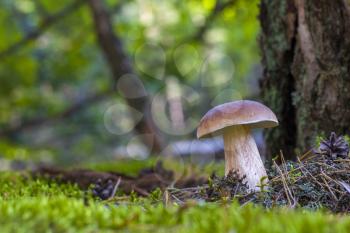 Big mushroom grows on forest glade. Beautiful autumn season porcini in moss. Edible mushrooms raw food. Vegetarian natural meal