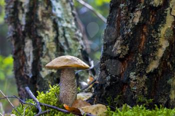 Boletus mushroom grows near birch tree. Beautiful autumn season plant. Edible leccinum mushrooms raw food. Vegetarian natural meal