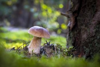 Cep mushroom grows on wood glade. Beautiful autumn season porcini in moss. Edible mushrooms raw food. Vegetarian natural meal