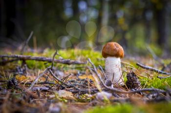 Small boletus mushroom grows in nature. Beautiful autumn season plant. Edible leccinum mushrooms raw food. Vegetarian natural meal