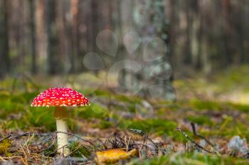 Red fly agaric mushroom grows. Beautiful season plant growing in nature