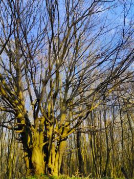 Big wide tree with many branches in the spring wood. Nature forest plants