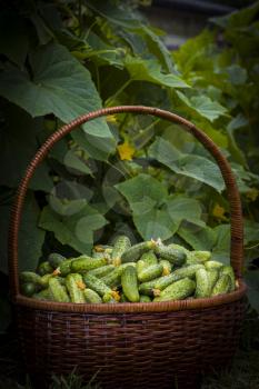 Cucumbers basket harvest. Fresh small large gherkin cucumber backdrop. Healthy green food