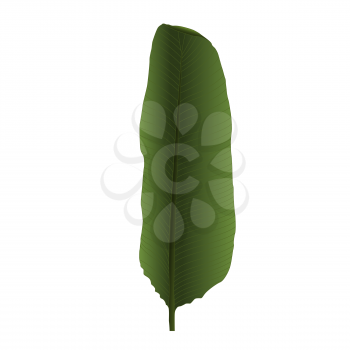 Colorful Naturalistic Palm Leaf. Vector Illustration. EPS10